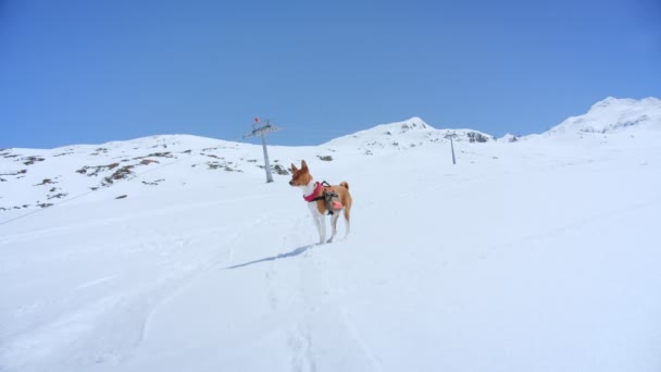 Cute adorable brown puppy runs in snow wit harness — 비디오