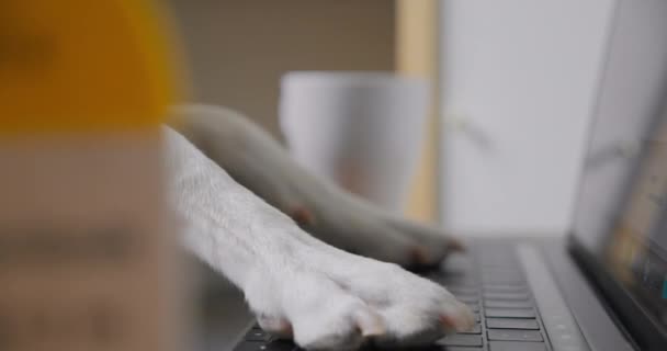 Grappige schattige hond poten type laptop toetsenbord — Stockvideo