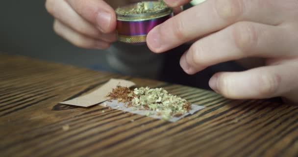 Az ember otthon készít kannabisz ízületet dohánnyal — Stock videók