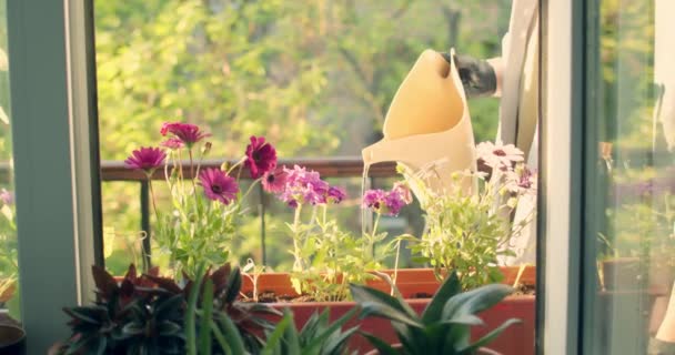 Fiatal nő az otthoni vízinövényeknél az erkélyen — Stock videók
