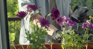 Kadın, düz balkondaki pencere rafına tohum ekiyor.