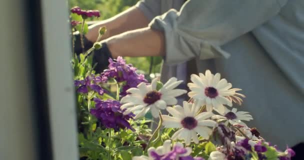 Woman plants seeds on window shelf at flat balcony — Stock Video