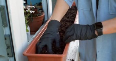 Kadın, düz balkondaki pencere rafına tohum ekiyor.