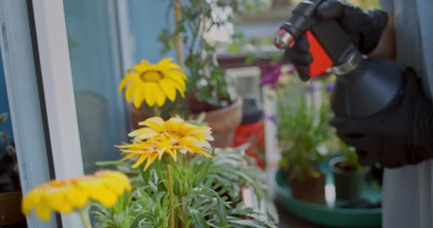 Plantas de pulverização de jardineiro com água no jardim da varanda — Vídeo de Stock