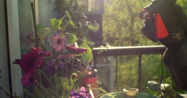Bahçıvan, balkon bahçesinde suyla birlikte bitkiler sıkıyor. — Stok video