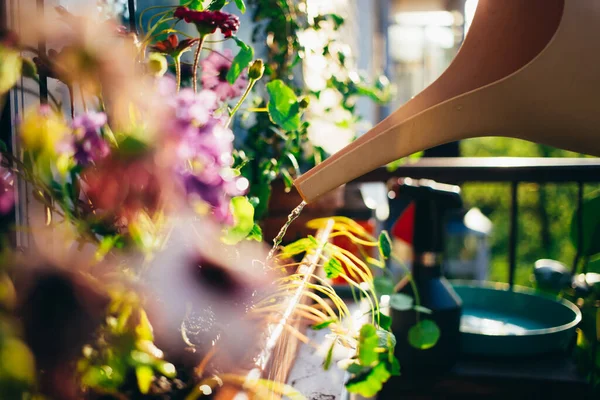 Femme arrose les plantes sur son balcon jardin dans un appartement — Photo