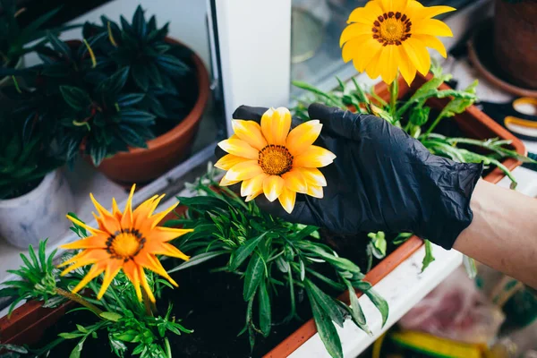 Жінка садівник висаджує квіти на балконі вдома — стокове фото