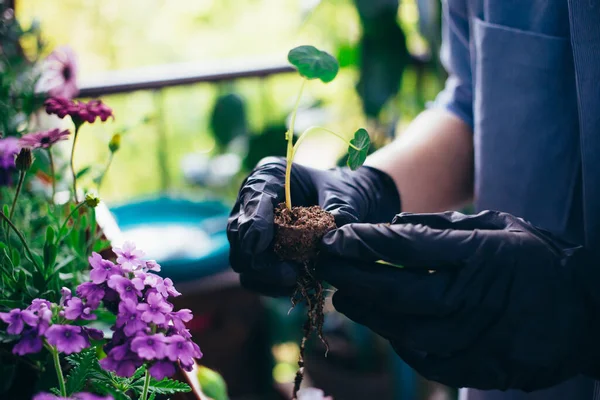 Vrouw houden plant of bloem spruiten voor het tuinieren — Stockfoto