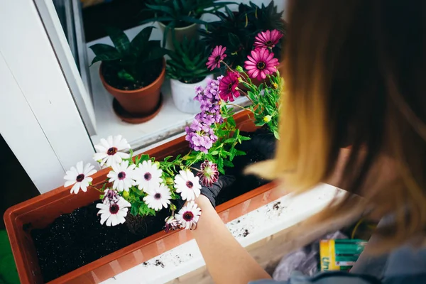 Nainen puutarhuri kasvi kukkia parvekkeella kotona — kuvapankkivalokuva