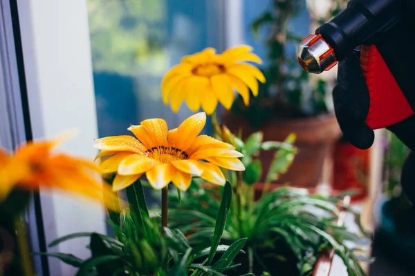Puutarhuri suihkuttaa vettä kukkien päälle parvekkeella — kuvapankkivalokuva
