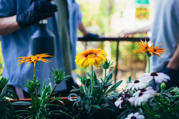 Puutarhuri suihkuttaa vettä kukkien päälle parvekkeella — kuvapankkivalokuva