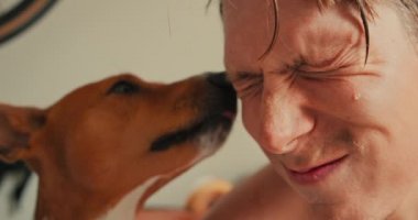 Şirin Basenji köpeği sahiplerinin yüzünü yaladı, mutlu aile.