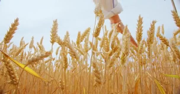 Vrouwelijke hand strelen tarwe rogge oogst in de zon — Stockvideo
