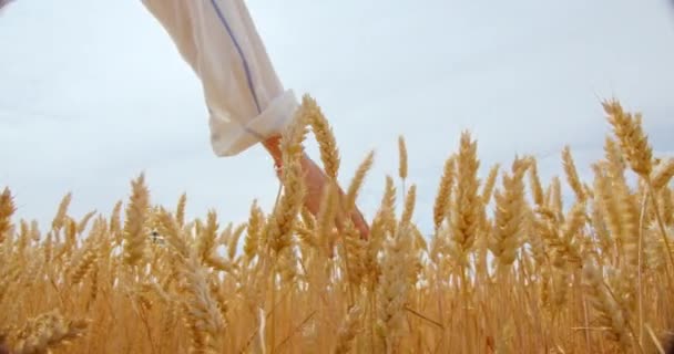 雌手触摸爱抚阳光下的小麦黑麦收获 — 图库视频影像