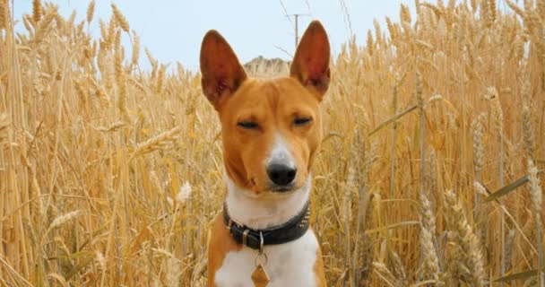 Χαριτωμένο αξιολάτρευτο κουτάβι basenji κάθονται σε χρυσό πεδίο — Αρχείο Βίντεο