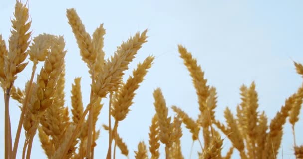 在充满阳光的麦田或黑麦地附近 — 图库视频影像