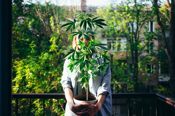 Vrouw houdt thuis geteelde marihuana cannabis plant — Stockfoto