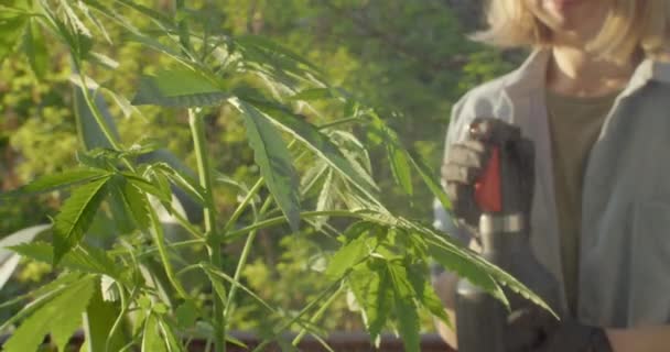 Junge moderne Frau kümmert sich um Cannabis aus eigenem Anbau — Stockvideo
