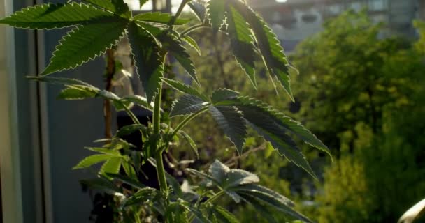 Joven mujer moderna cuidar de cannabis de cosecha propia — Vídeos de Stock