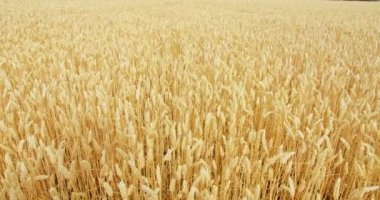 Altın buğday tarlasında gizli şirin köpek yürüyüşleri