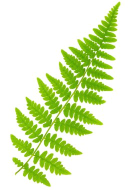 Yaprak eğreltiotu makro mercek çekiminde beyaz arkaplanda izole edildi