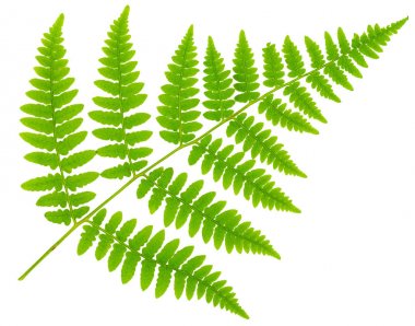 Yaprak eğreltiotu makro mercek çekiminde beyaz arkaplanda izole edildi