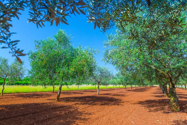 Akdeniz yaz manzara. Zeytin ağacı ekimi. Gelenek
