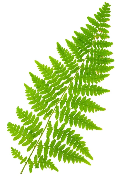 Leaf fern isolated on white background in macro lens shooting — Stock Photo, Image