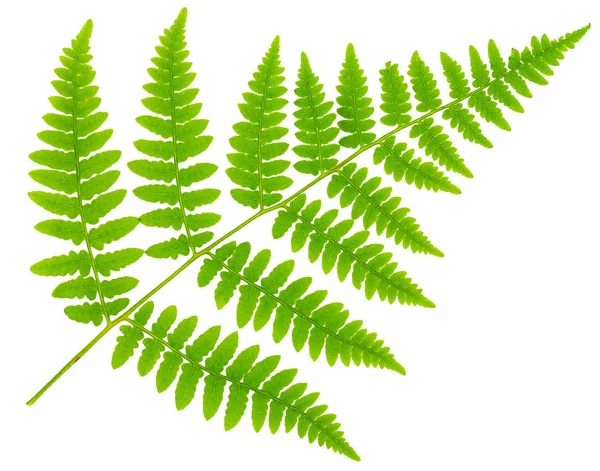 Yaprak eğreltiotu makro mercek çekiminde beyaz arkaplanda izole edildi