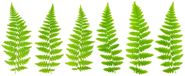 79 mpx görüntüler küme Ma beyaz arka plan üzerinde izole eğreltiotu yaprakları