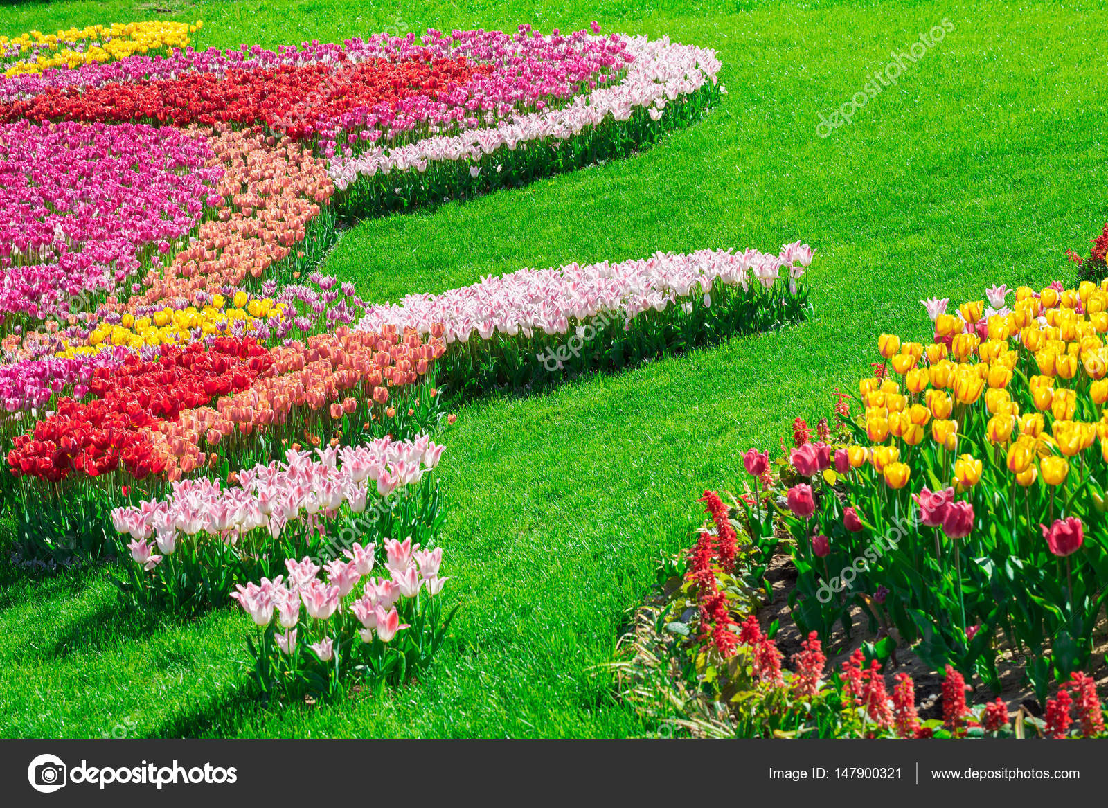 Jardin con cesped y flores | Tulipanes floreciente campo ...