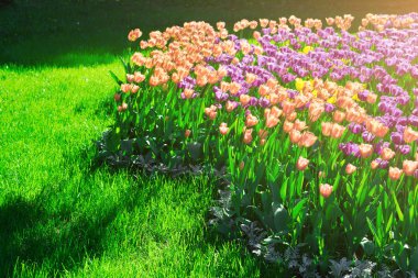 Lale çiçek alan, güzel yeşil çim çimen çiçek Bahçe bahar. Arka ışık sıcak güneş ışığında. Bahar kavramı.