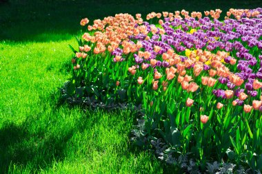 Lale çiçek alan, güzel yeşil çim çimen çiçek Bahçe bahar. Arka ışık sıcak güneş ışığında. Bahar kavramı.