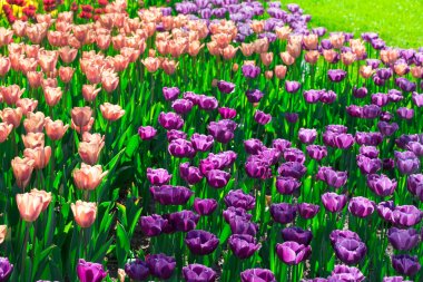 Lale çiçek alan, güzel yeşil çim çimen çiçek Bahçe bahar. Arka ışık sıcak güneş ışığında. Bahar kavramı.