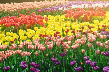 Lale çiçek alan, güzel yeşil çim çimen çiçek Bahçe bahar. Arka ışık sıcak güneş ışığında. Bahar kavramı.