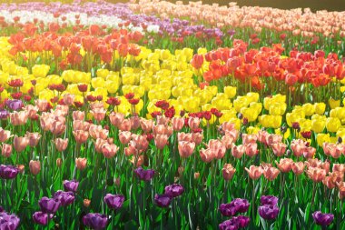 Lale çiçek alan, güzel spr yeşil çim çimen çiçek