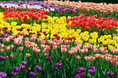 Lale çiçek alan, güzel yeşil çim çimen çiçek Bahçe bahar. Arka ışık sıcak güneş ışığında. Bahar kavramı.