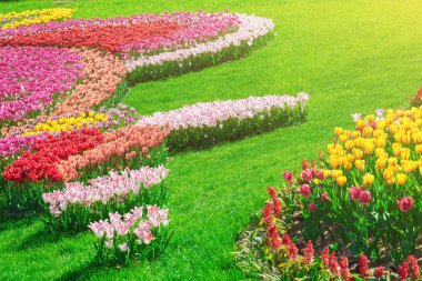 Lale çiçek alan, güzel yeşil çim çimen çiçek Bahçe bahar. Arka ışık sıcak güneş ışığında. Bahar kavramı.