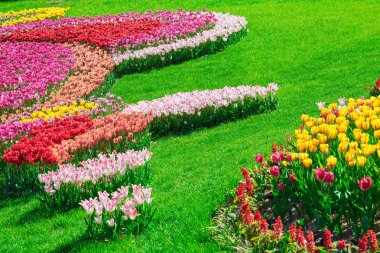 Lale çiçek alan, güzel yeşil çim çimen çiçek Bahçe bahar. Arka ışık sıcak güneş ışığında. Bahar kavramı.