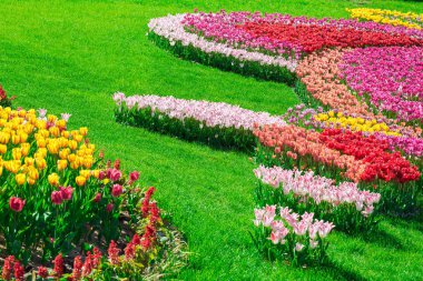 Lale çiçek alan, güzel yeşil çim çimen çiçek Bahçe bahar. Arka ışık sıcak güneş ışığında. Bahar kavramı.