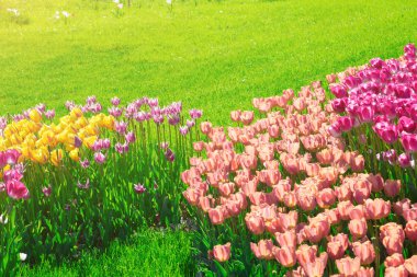 Lale çiçek alan, güzel yeşil çim çimen çiçek Bahçe bahar. Arka ışık sıcak güneş ışığında. Bahar kavramı.