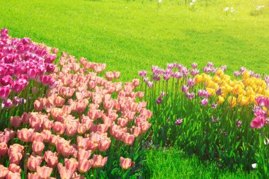 Lale çiçek alan, güzel yeşil çim çimen çiçek Bahçe bahar. Arka ışık sıcak güneş ışığında. Bahar kavramı.