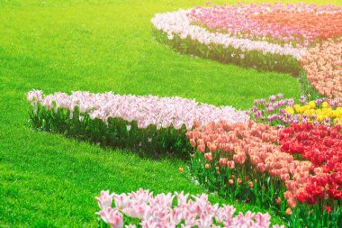 Lale çiçek alan, güzel yeşil çim çimen çiçek Bahçe bahar. Arka ışık sıcak güneş ışığında. Bahar kavramı.