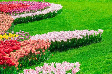 Lale çiçek alan, güzel yeşil çim çimen çiçek Bahçe bahar. Arka ışık sıcak güneş ışığında. Bahar kavramı.