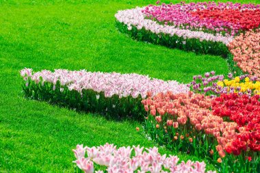 Lale çiçek alan, güzel yeşil çim çimen çiçek Bahçe bahar. Arka ışık sıcak güneş ışığında. Bahar kavramı.