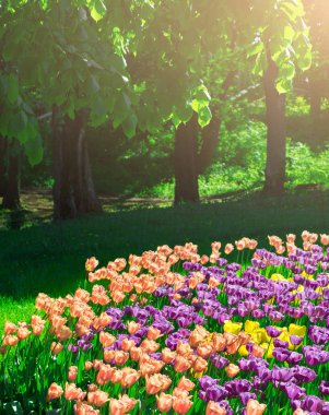 Lale çiçek alan, güzel spr yeşil çim çimen çiçek