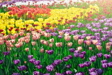 Lale çiçek alan, güzel yeşil çim çimen çiçek Bahçe bahar. Arka ışık sıcak güneş ışığında. Bahar kavramı.