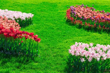 Lale çiçek alan, güzel yeşil çim çimen çiçek Bahçe bahar. Arka ışık sıcak güneş ışığında. Bahar kavramı.