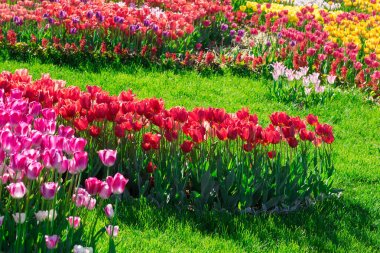 Lale çiçek alan, güzel yeşil çim çimen çiçek Bahçe bahar. Arka ışık sıcak güneş ışığında. Bahar kavramı.