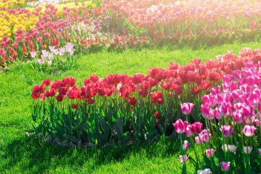 Lale çiçek alan, güzel spr yeşil çim çimen çiçek